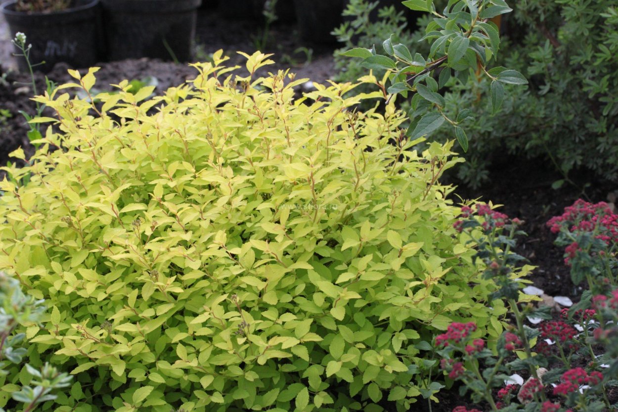 Спирея Голден карпет