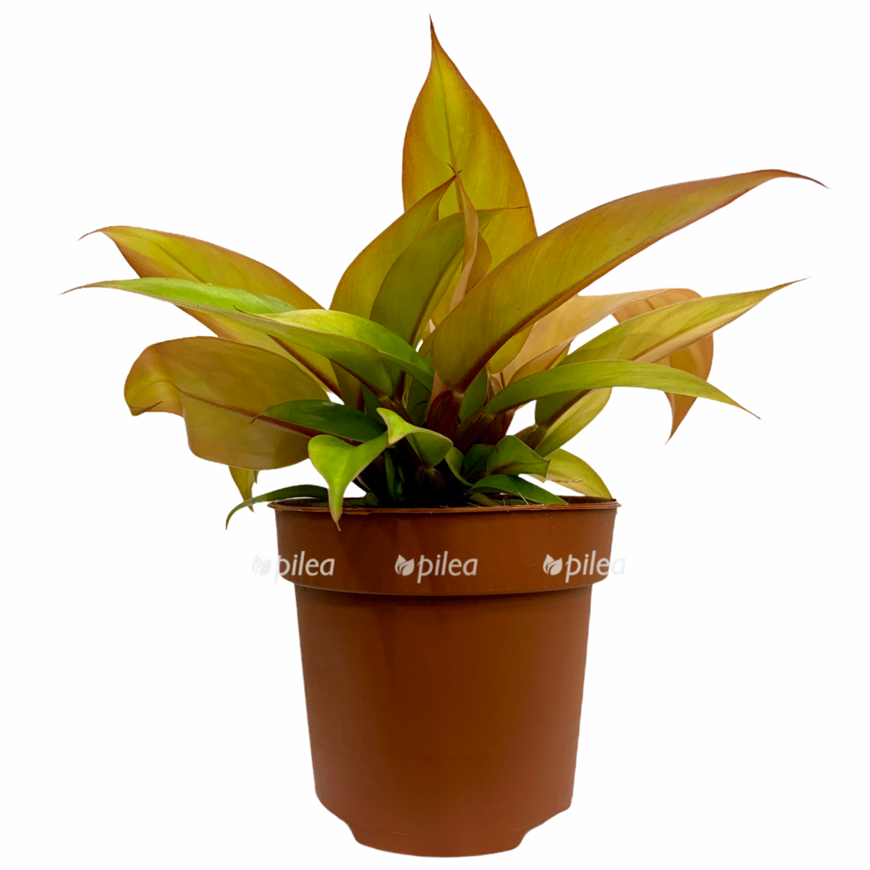 Филодендрон Red Sun