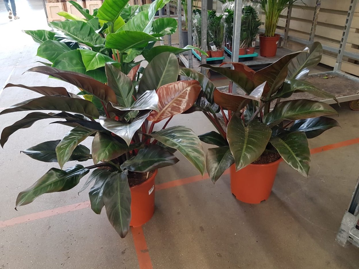 Филодендрон Империал ред