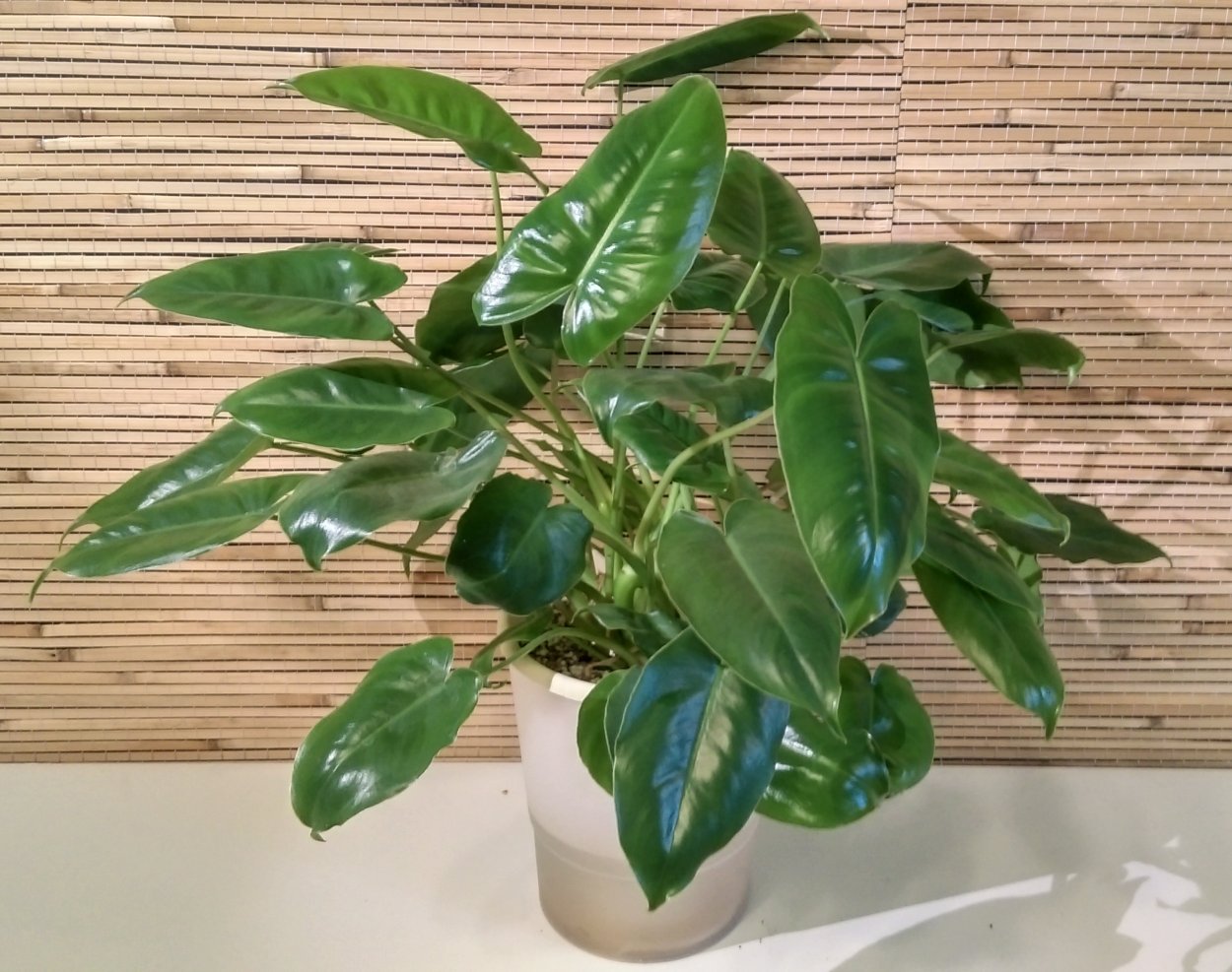 Филодендрон Бурле Маркс