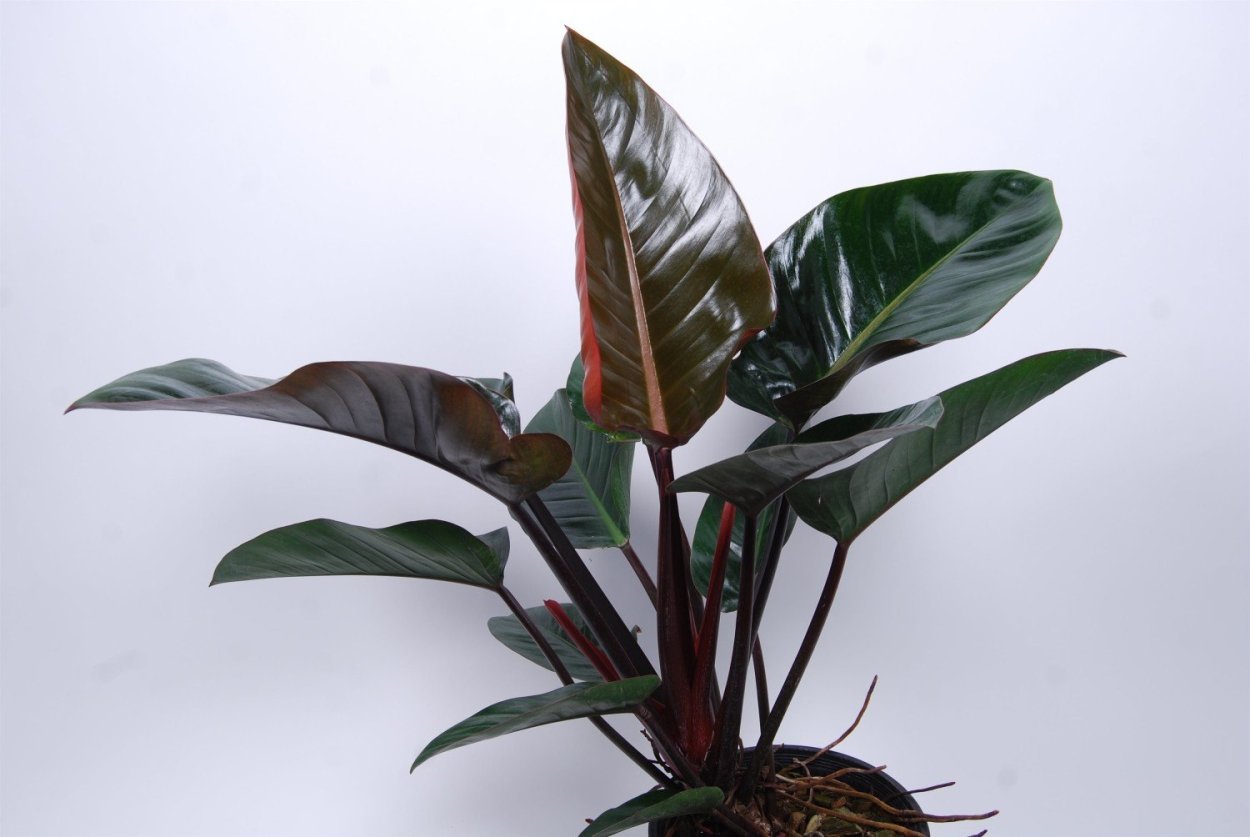 Филодендрон Конго Блэк