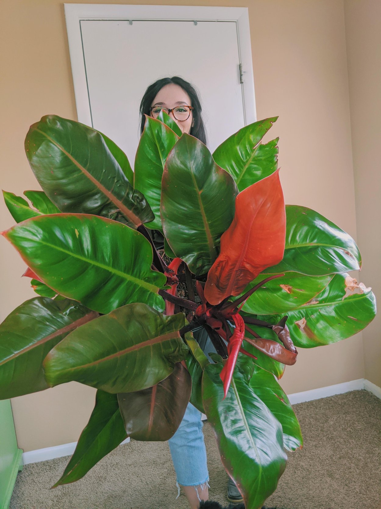 Филодендрон оранж