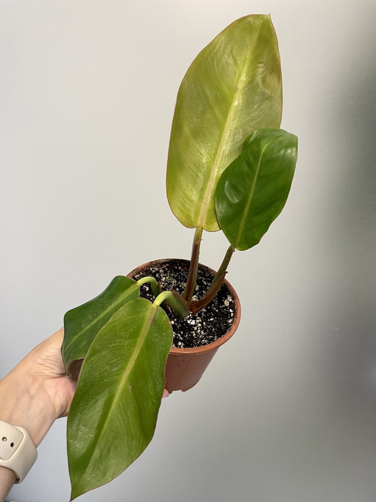 Филодендрон принц оранж