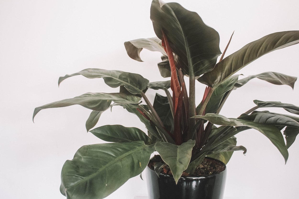 Филодендрон Империал ред