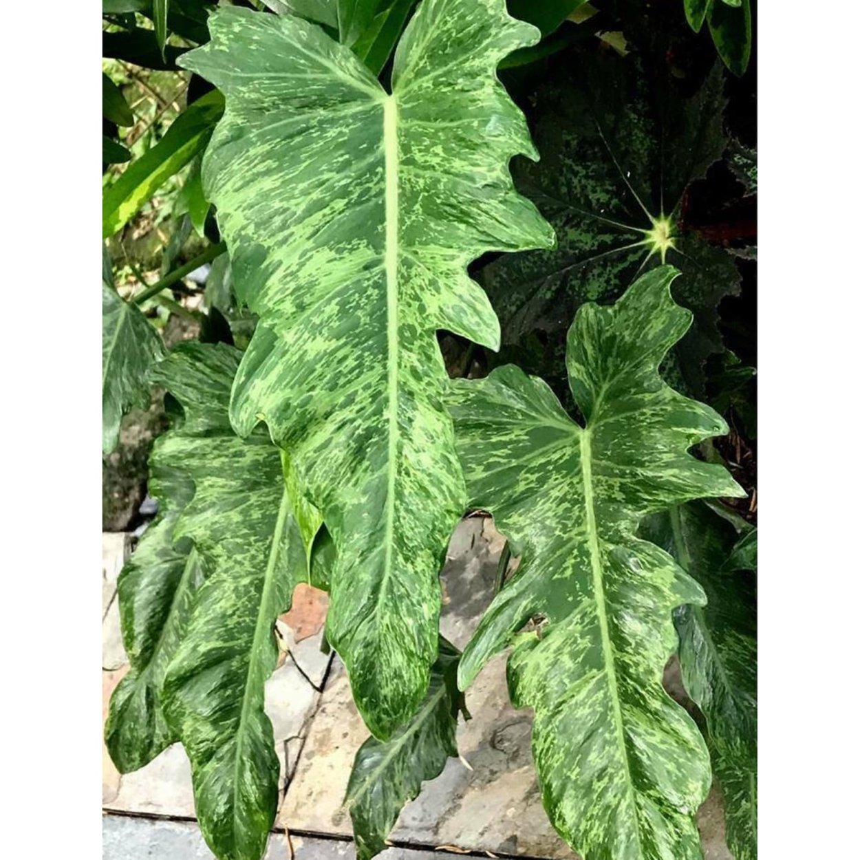 Philodendron Golden Dragon