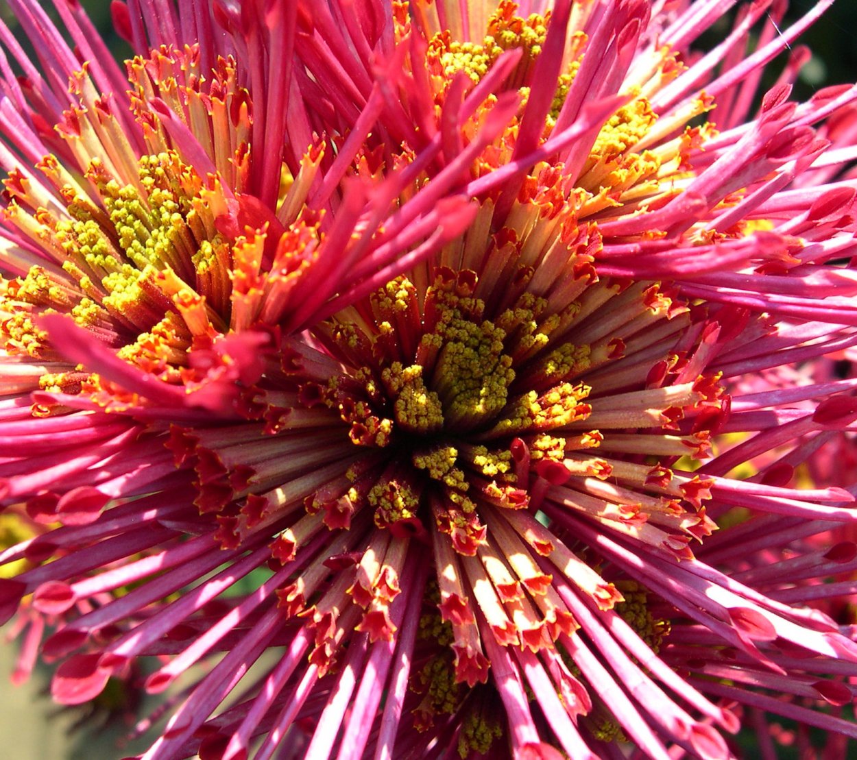 Хризантема калимба