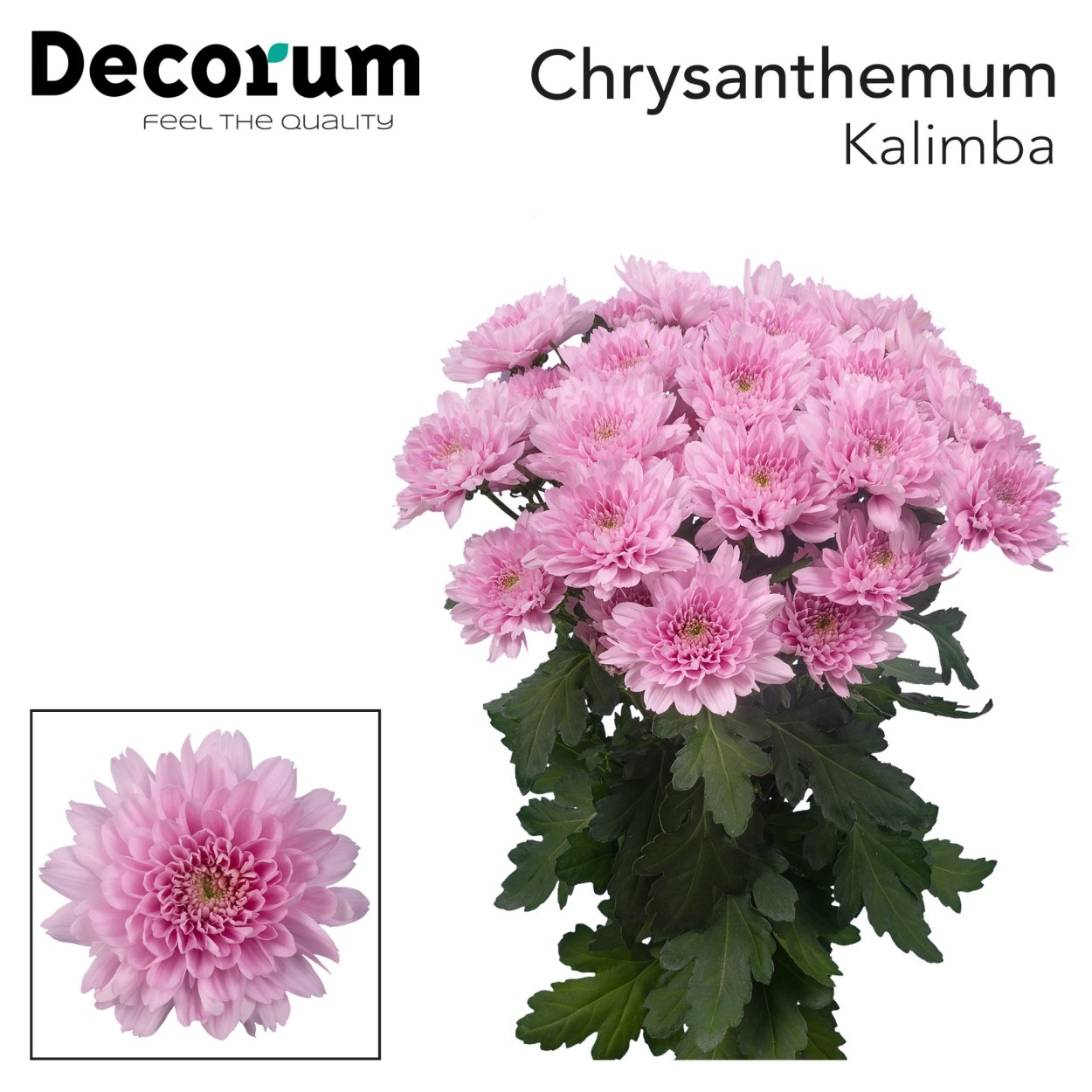 Хризантема кустовая калимба