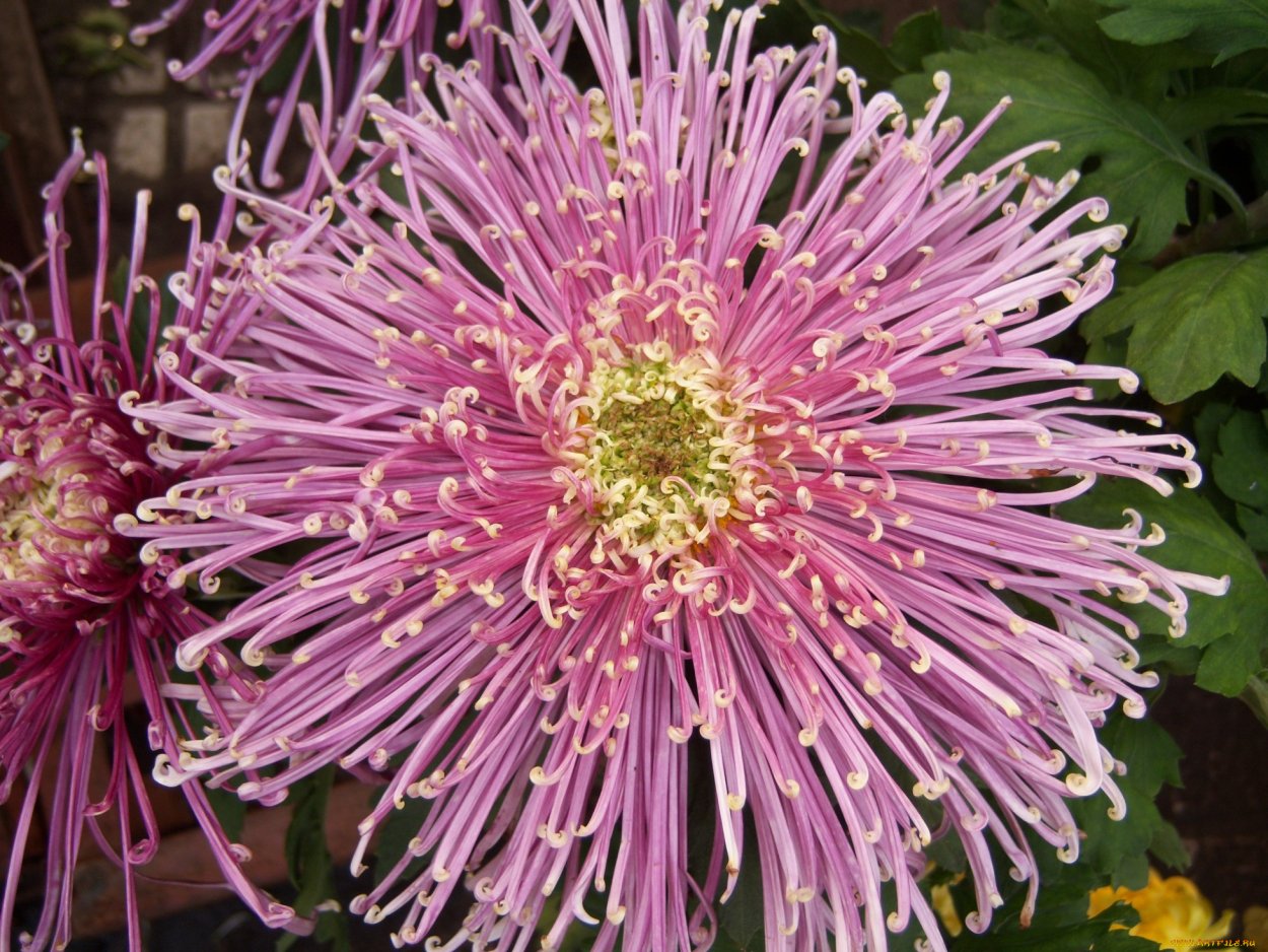 Хризантема калимба фото