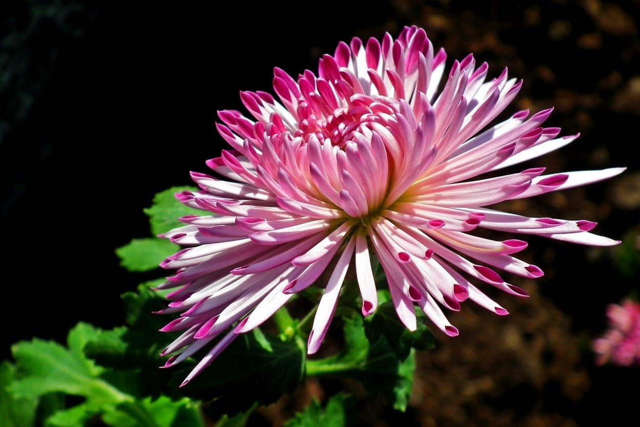 Хризантема Кружевница