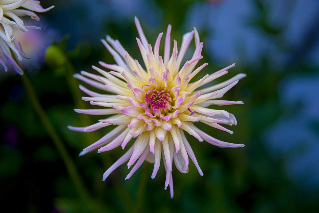 Хризантема калимба