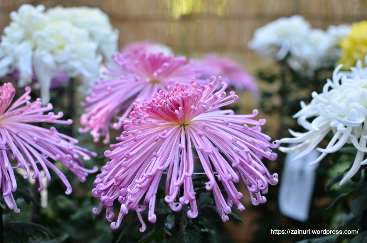 Хризантема калимба