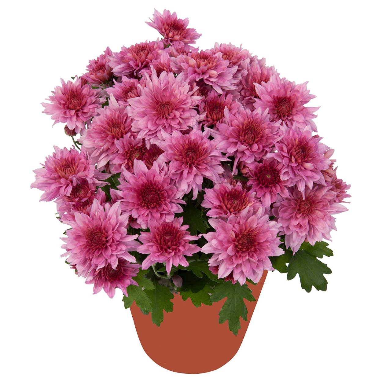 Хризантема Прада Пурпл