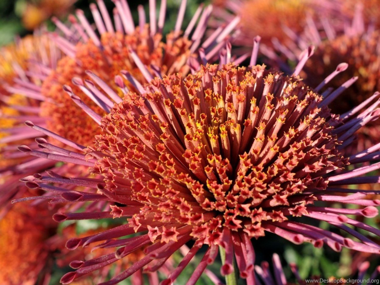 Хризантема арабские эмираты