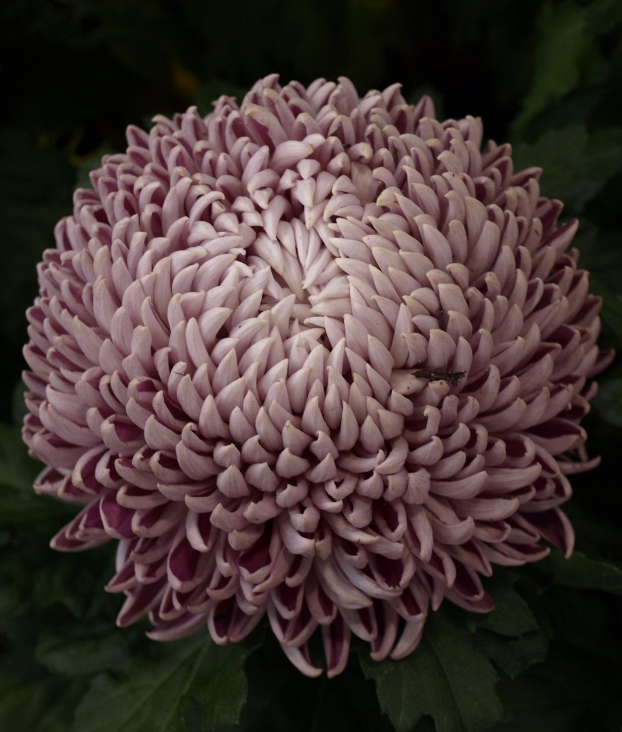 Хризантема одноголовая Ламира