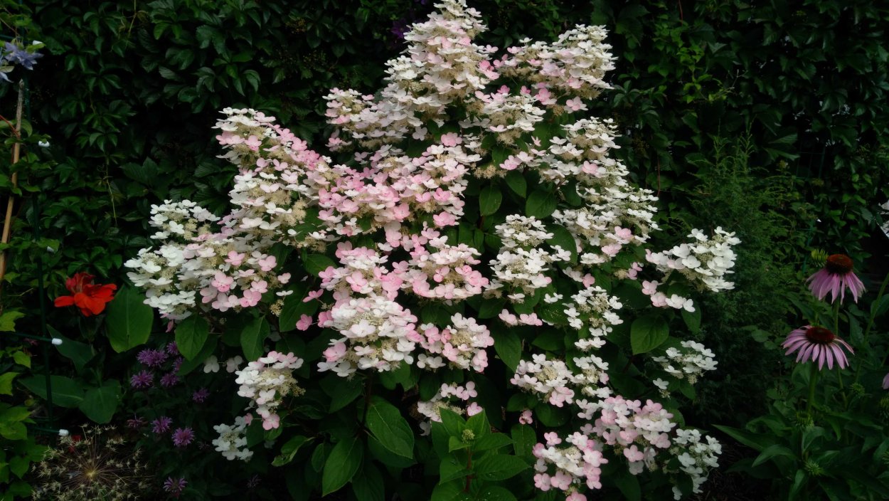 Гортензия Вимс ред