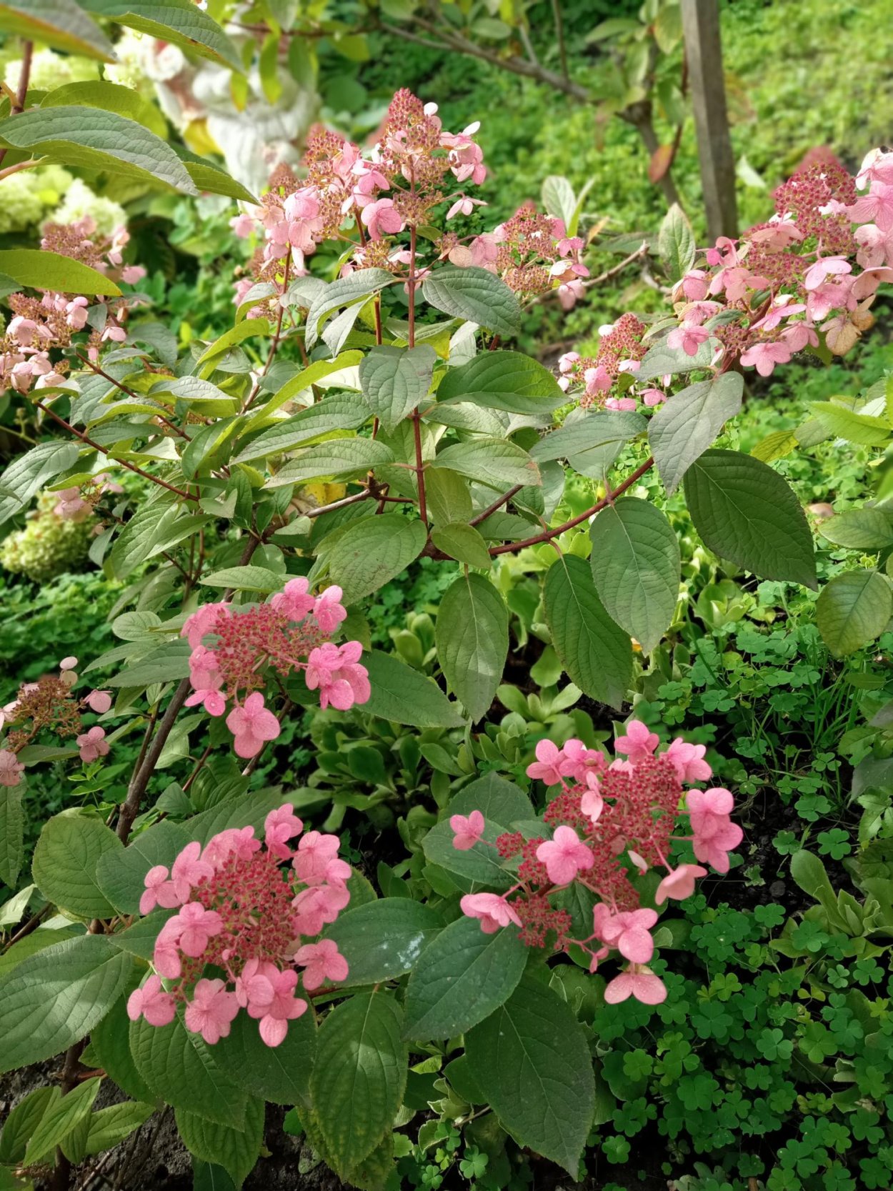 Спирея Вимс ред