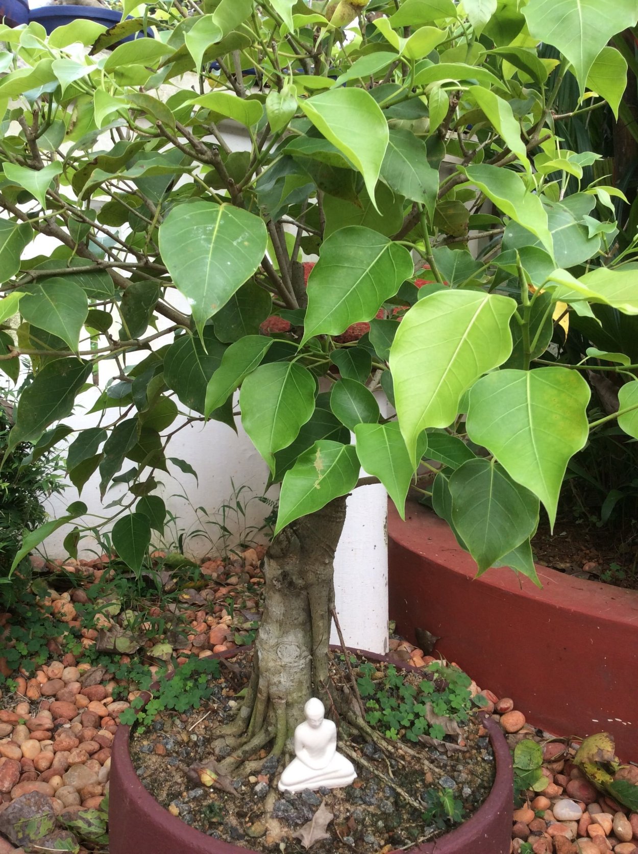 Фикус Бодхи