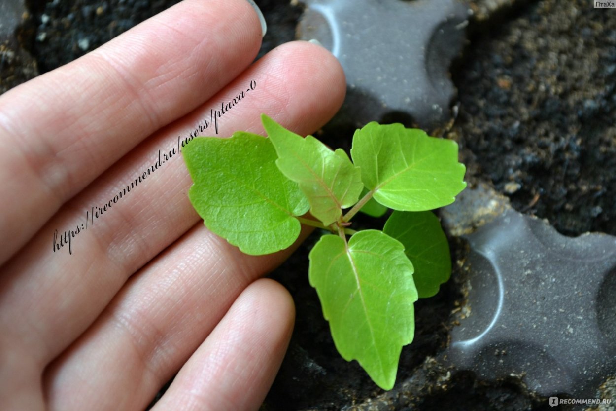 Фикус священный Эдем Гавриш