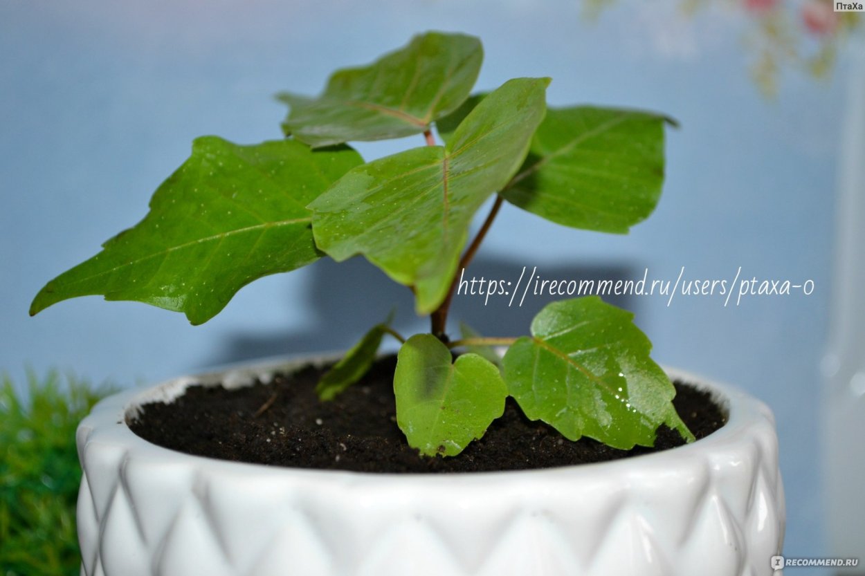 Фикус священный Эдем Гавриш