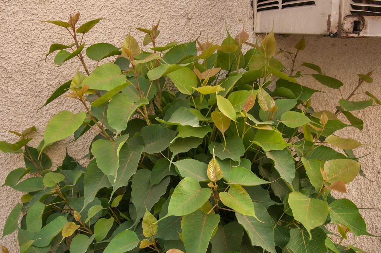 Фикус священный листья