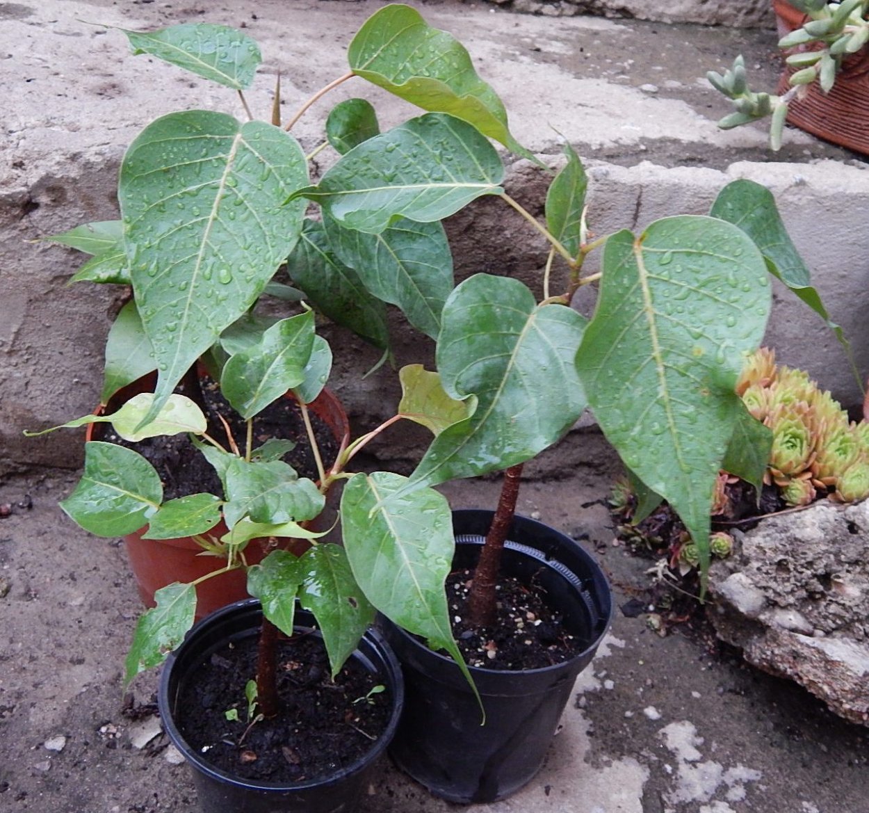 Фикус священный Эдем черенки