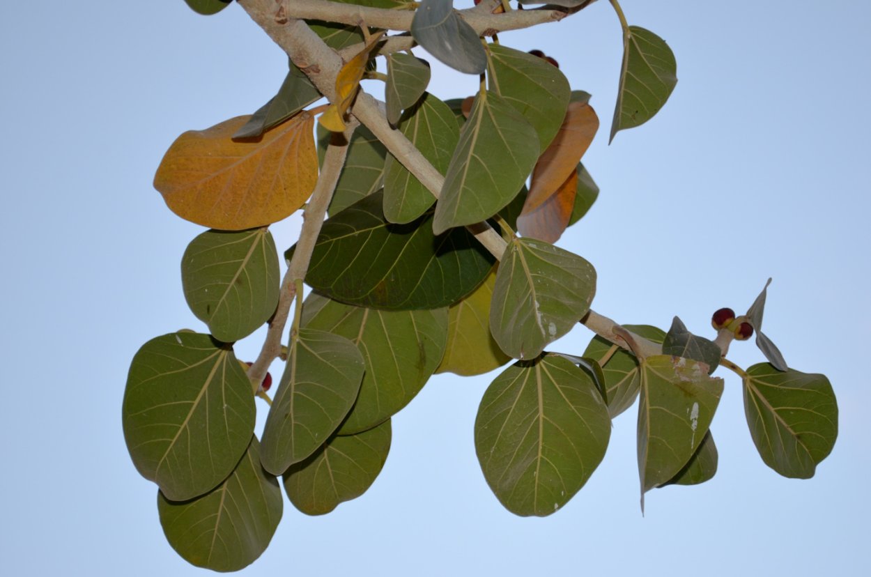 Фикус бенгальский Эндрю