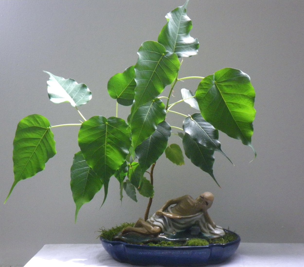 Фикус священный Эдем