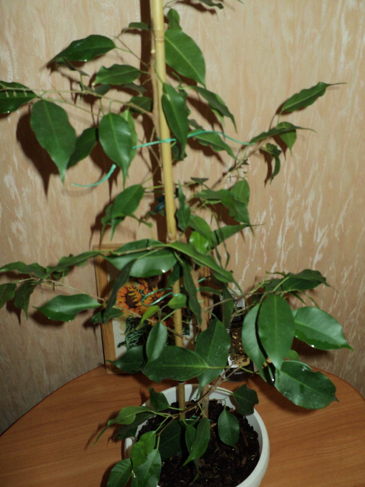 Фикус священный Эдем бонсай