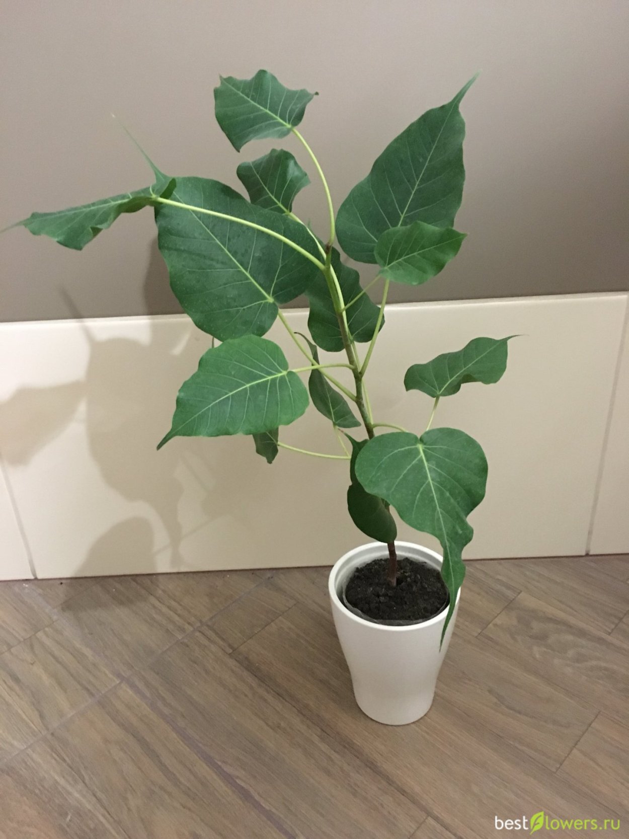 Фикус религиоза