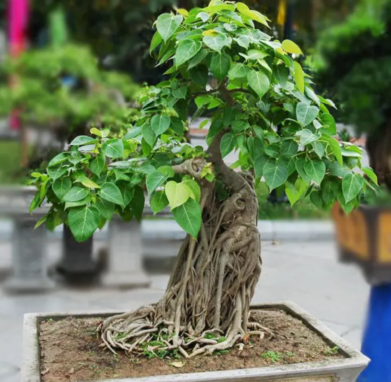 Фикус священный Эдем