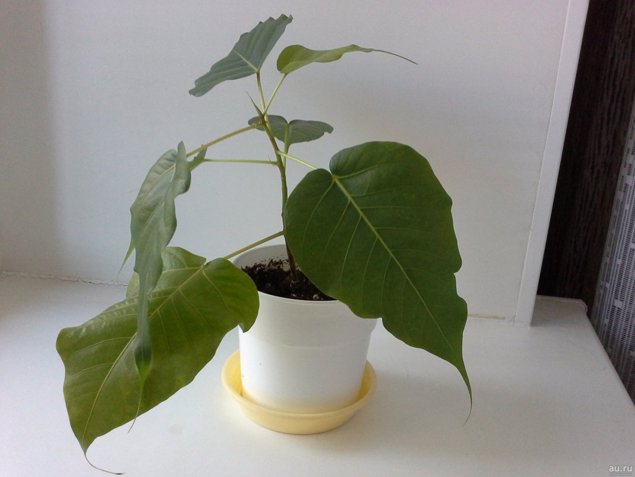 Фикус Эдем