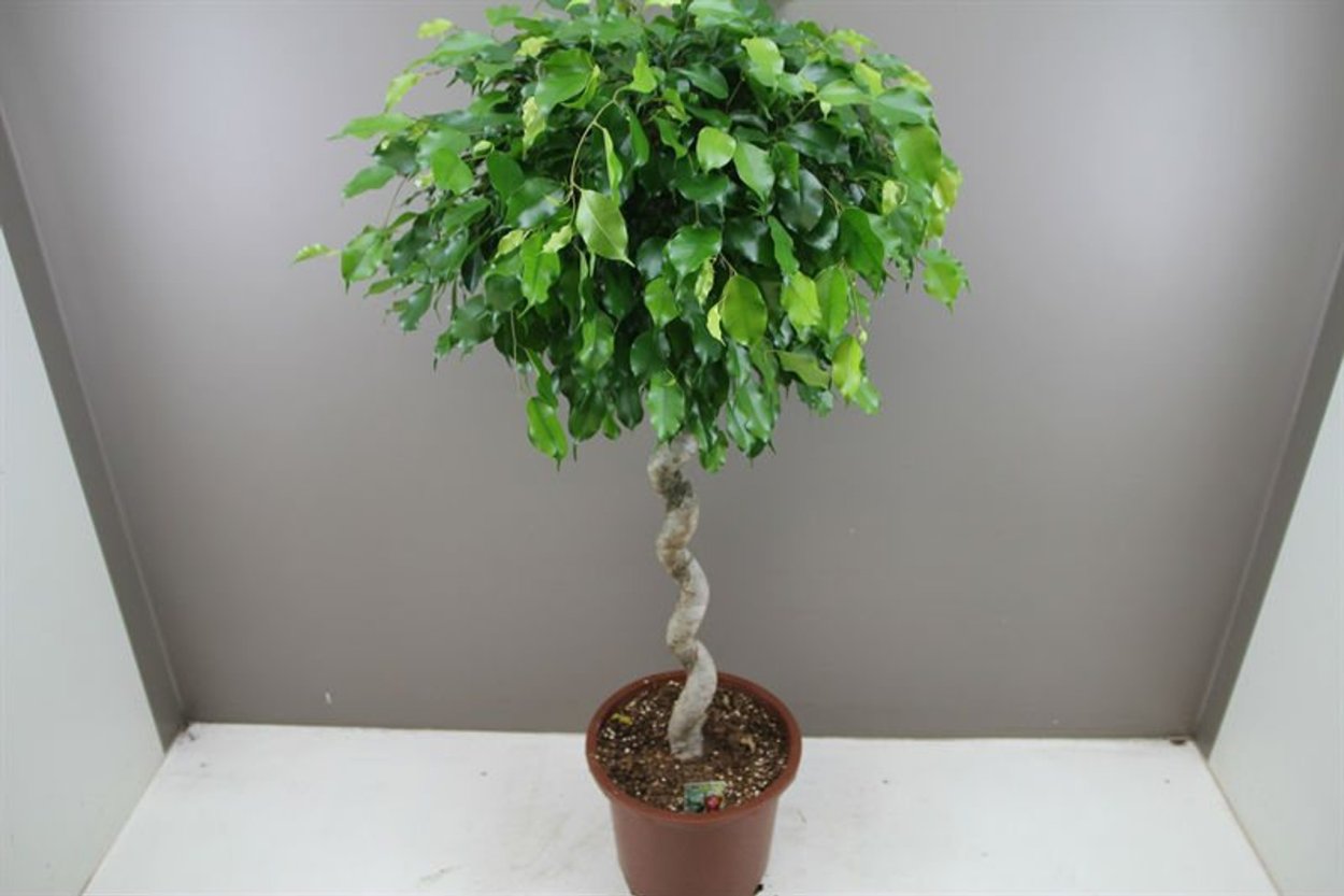 Фикус священный Эдем с волнистыми листьями