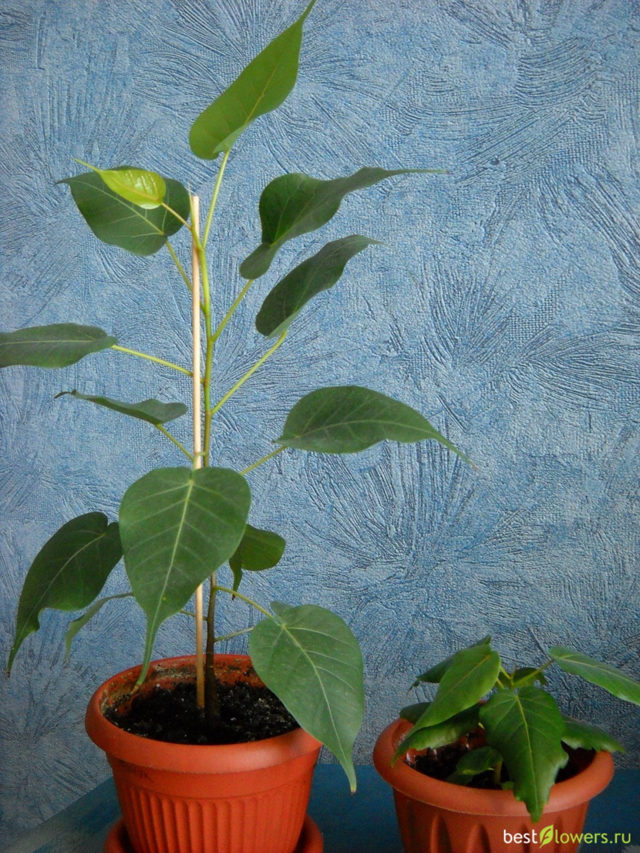 Фикус Бенджамина Эдем