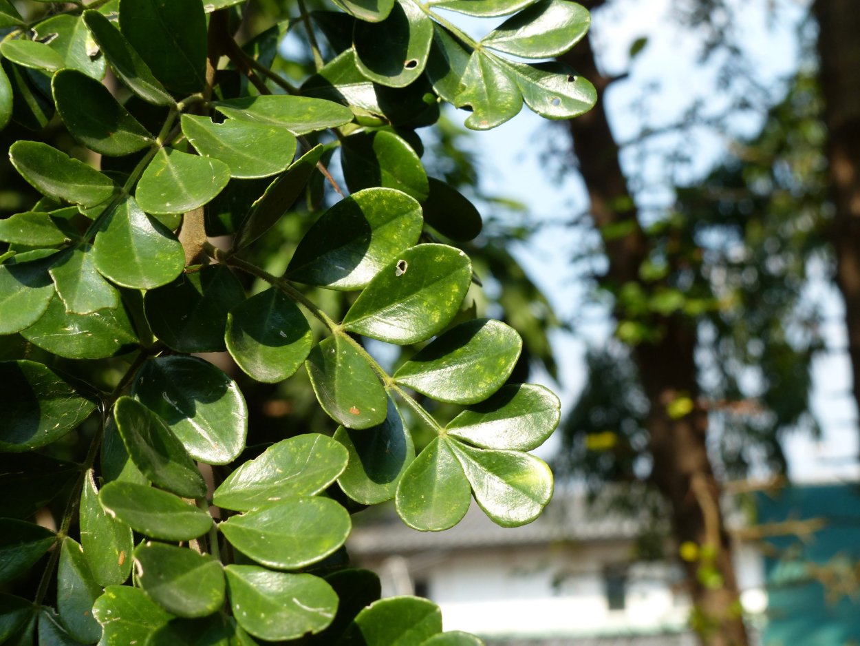 Feroniella lucida вариегатная