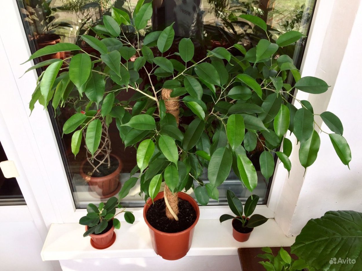 Фикус Лючида