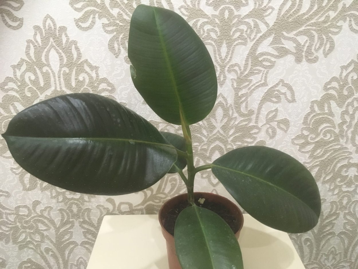 Фикус Робуста 50 см