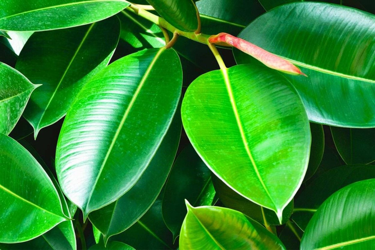 Фикус толстолистный