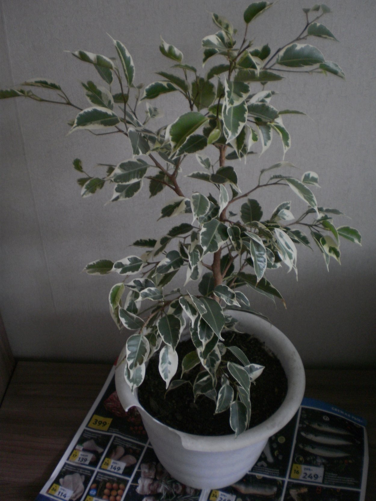 Фикус Бенджамина Лючида