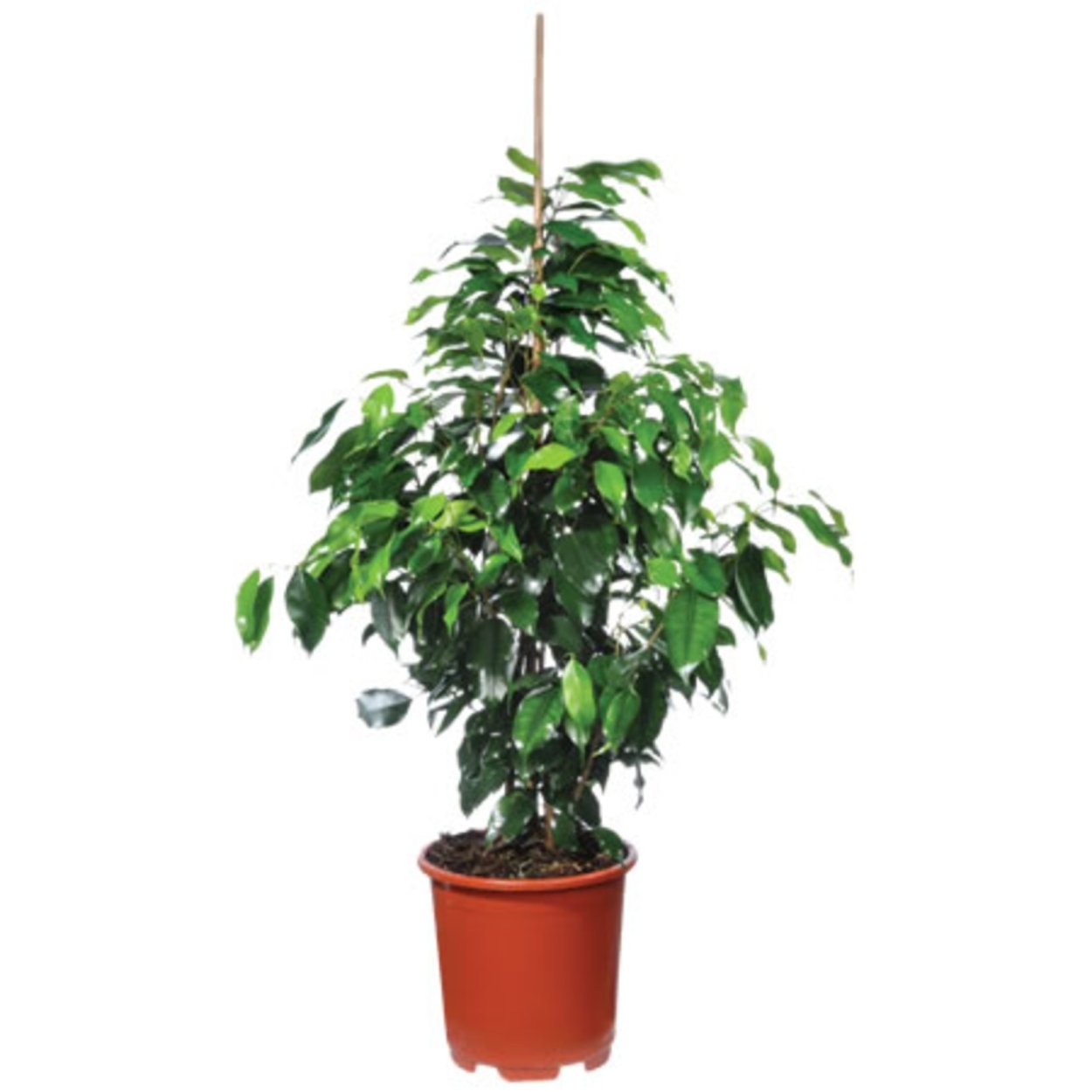 Ficus Бенжамин кудрявый