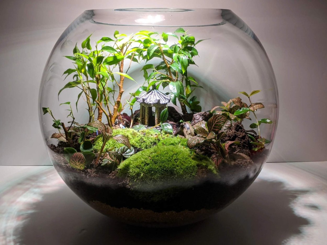 Солейролия флорариум