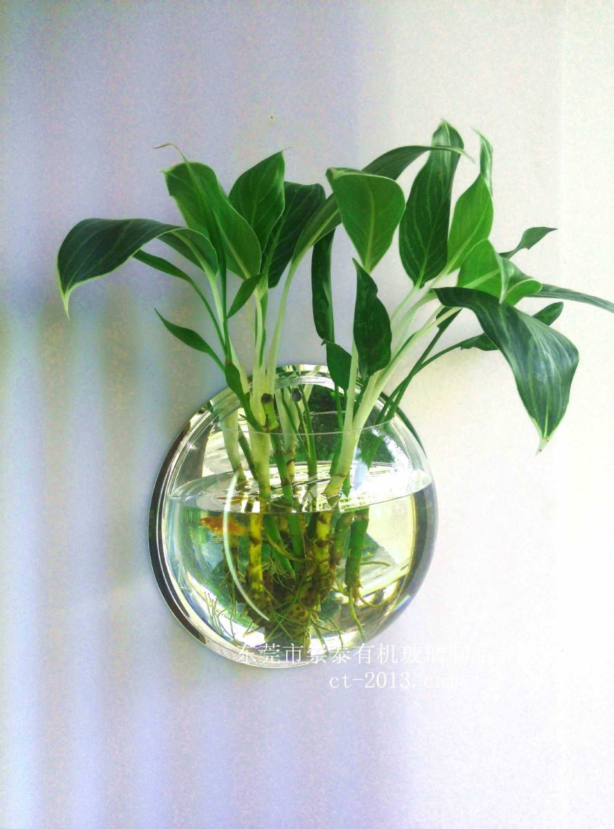 Цветы в прозрачных горшках