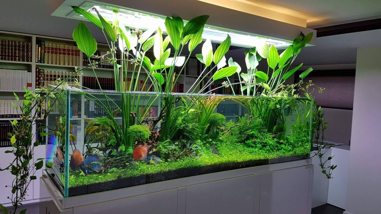 Растения для фитофильтра