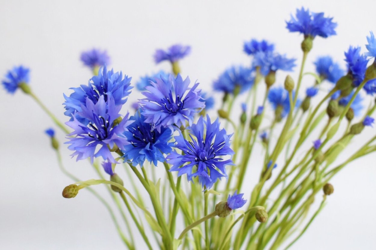 Василек срезка