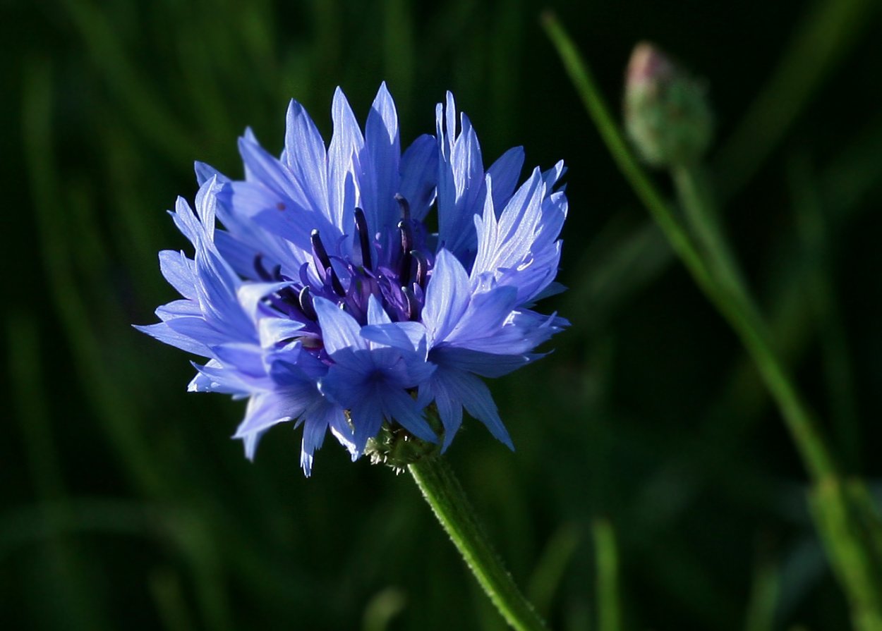 Василек полевой Centaurea cyanus