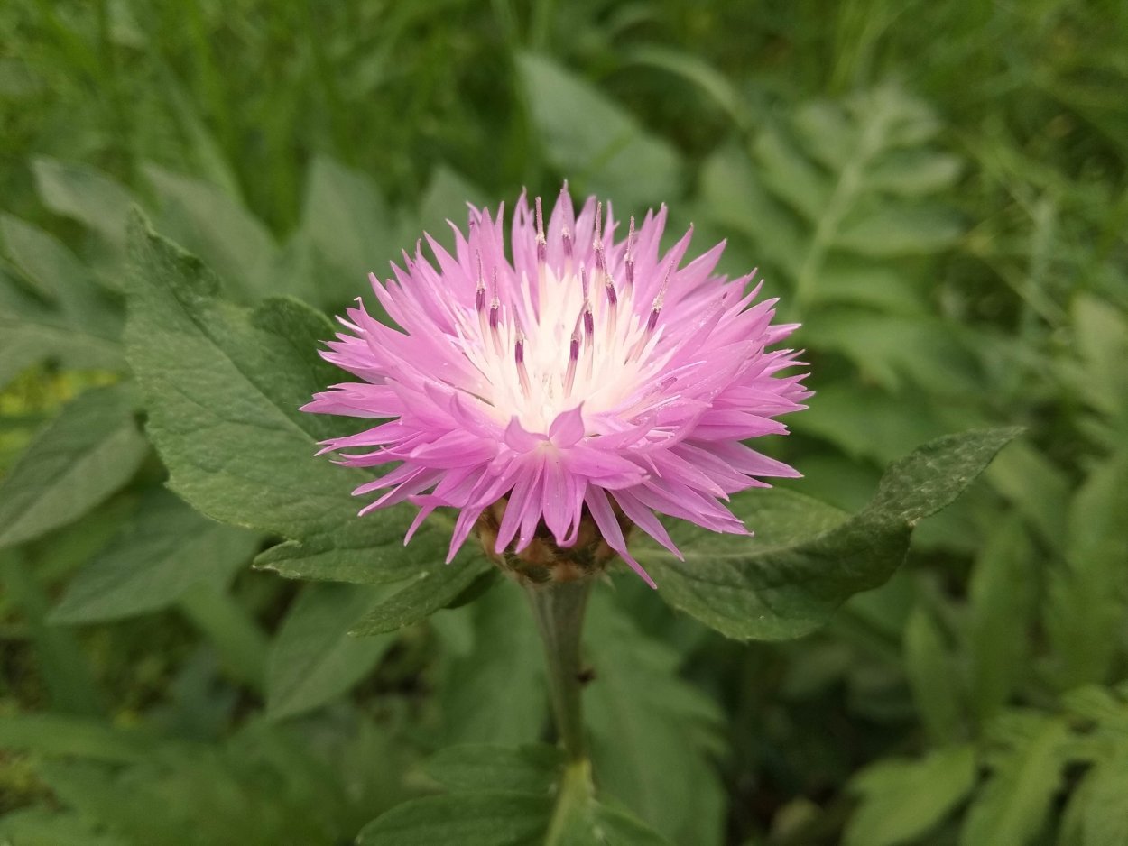 Василёк чертополох цветок