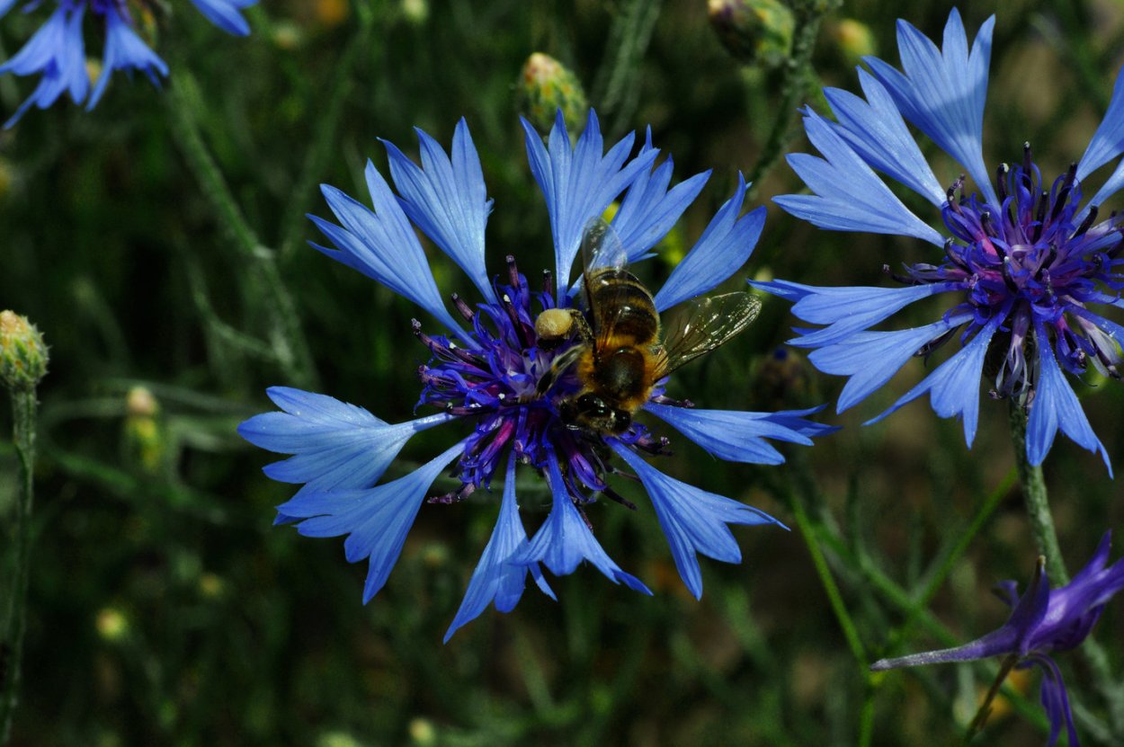 Василек полевой