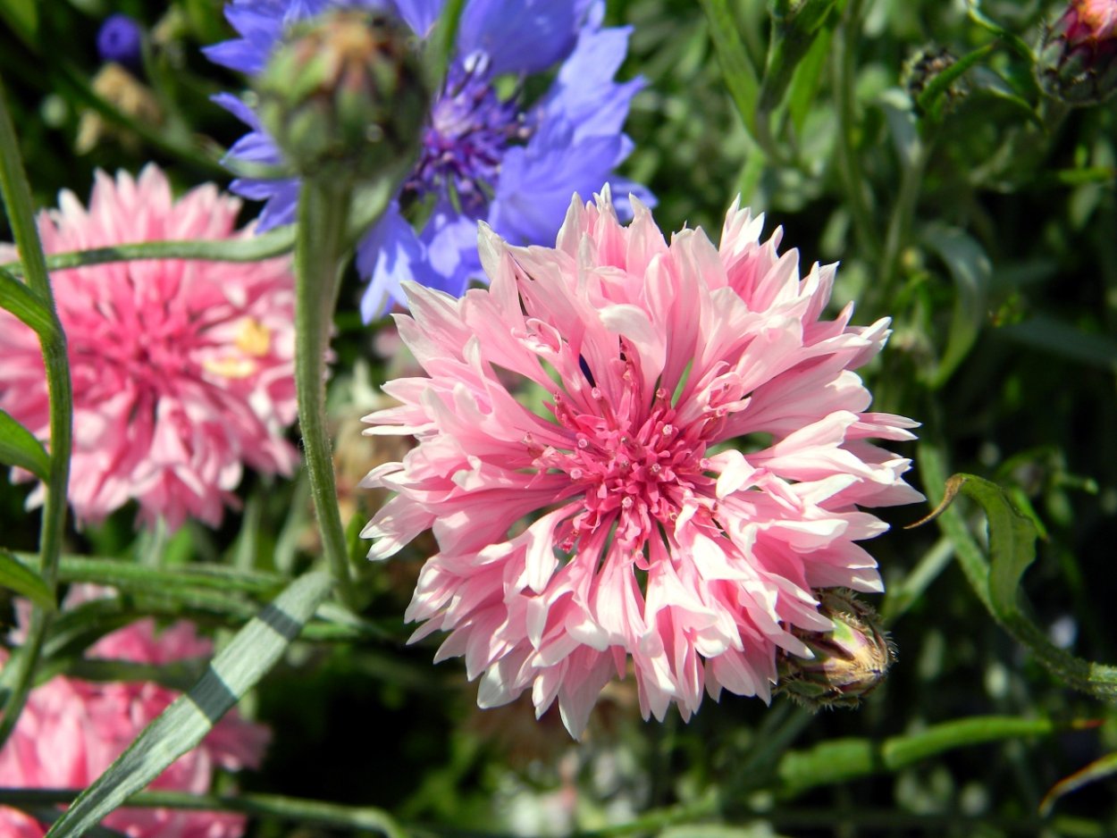 Василек многолетний подбеленный