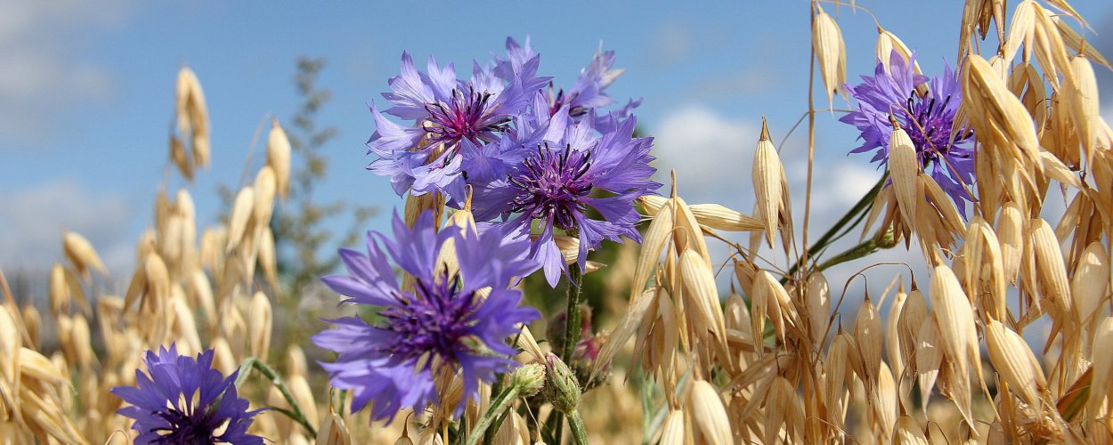 Пшеница с васильками
