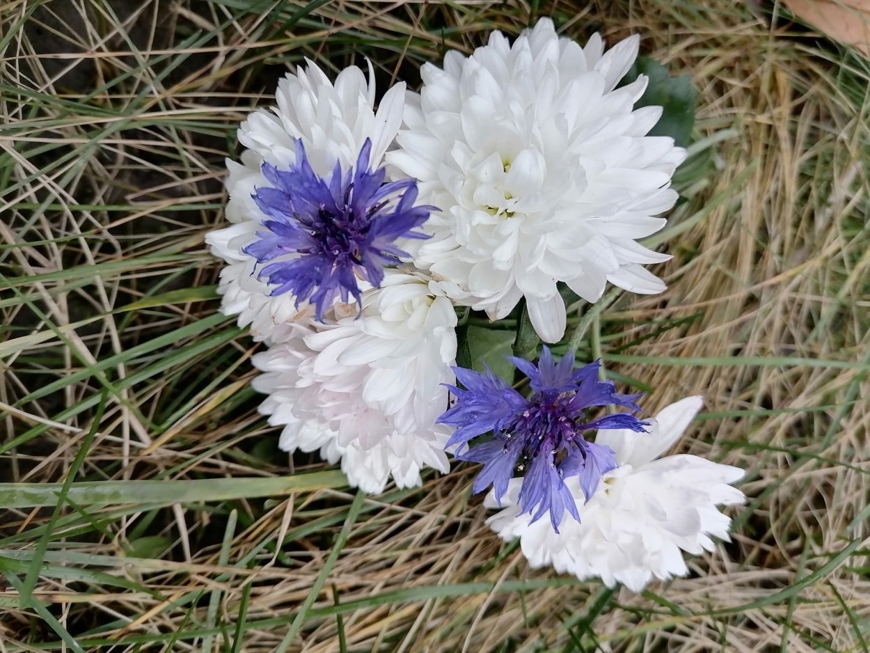 Васильки в ноябре