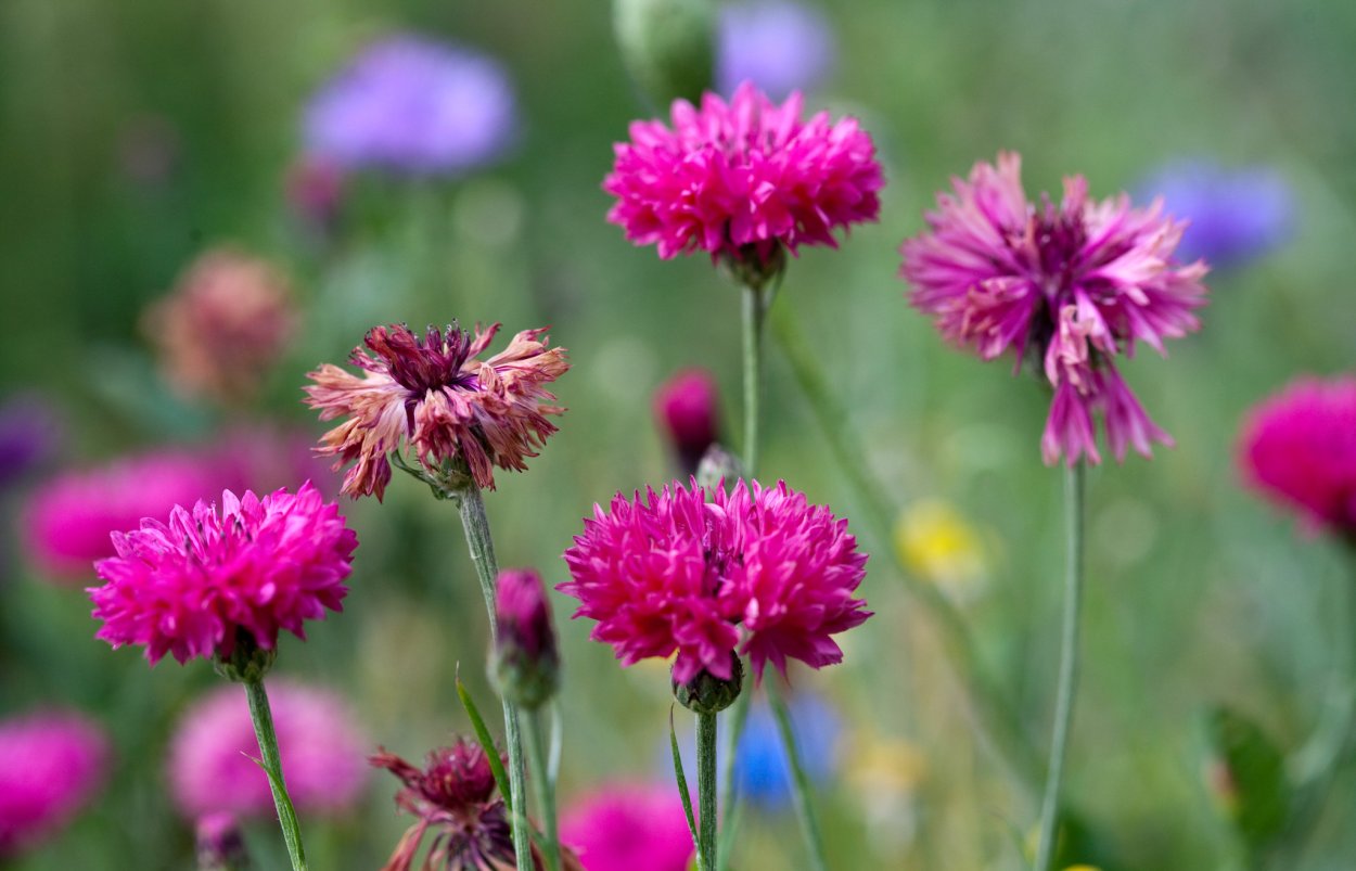 Василек розовый